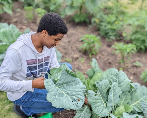 Ibrahim Osman is picking vegetables from the garden