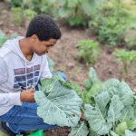 Ibrahim Osman is picking vegetables from the garden